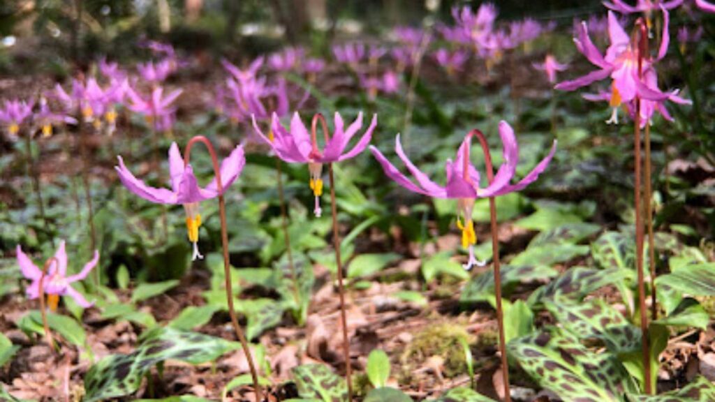 Kruckeberg Botanic Garden